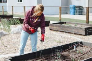 female volunteer helps to plant a garden for CAPSA's housing units